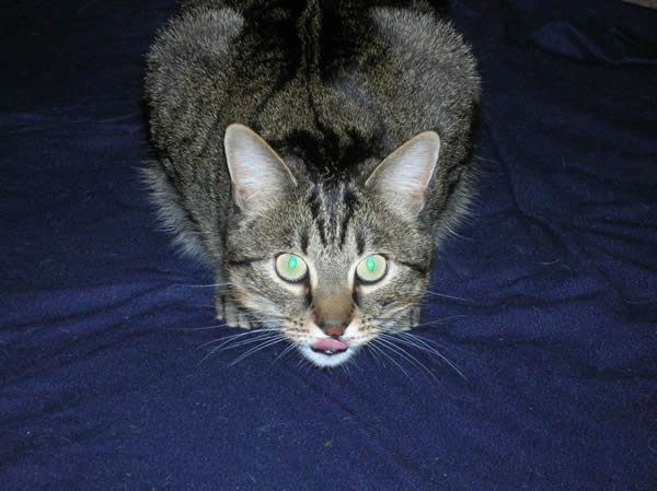 artemis